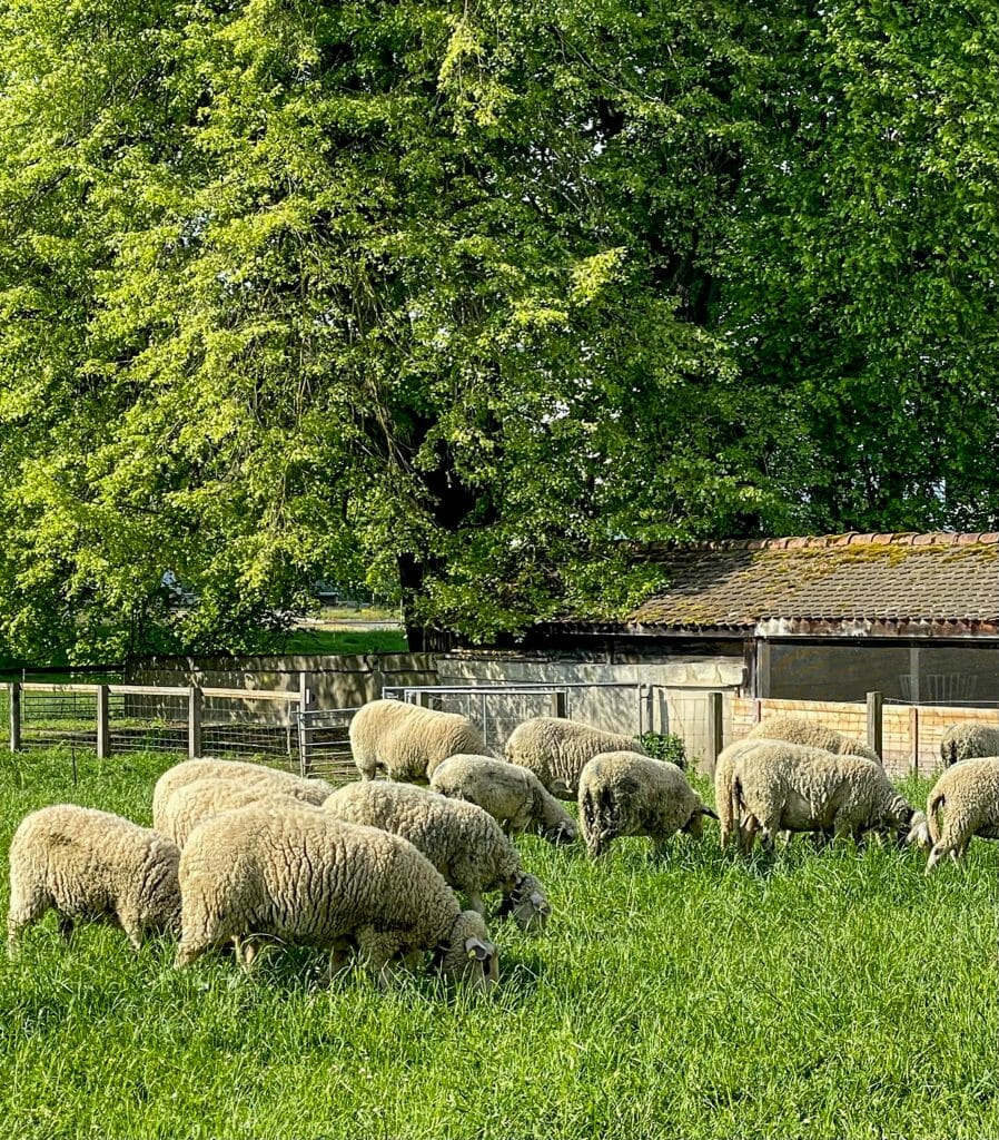 Sheep