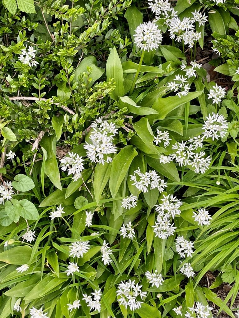 Alpine flowers
