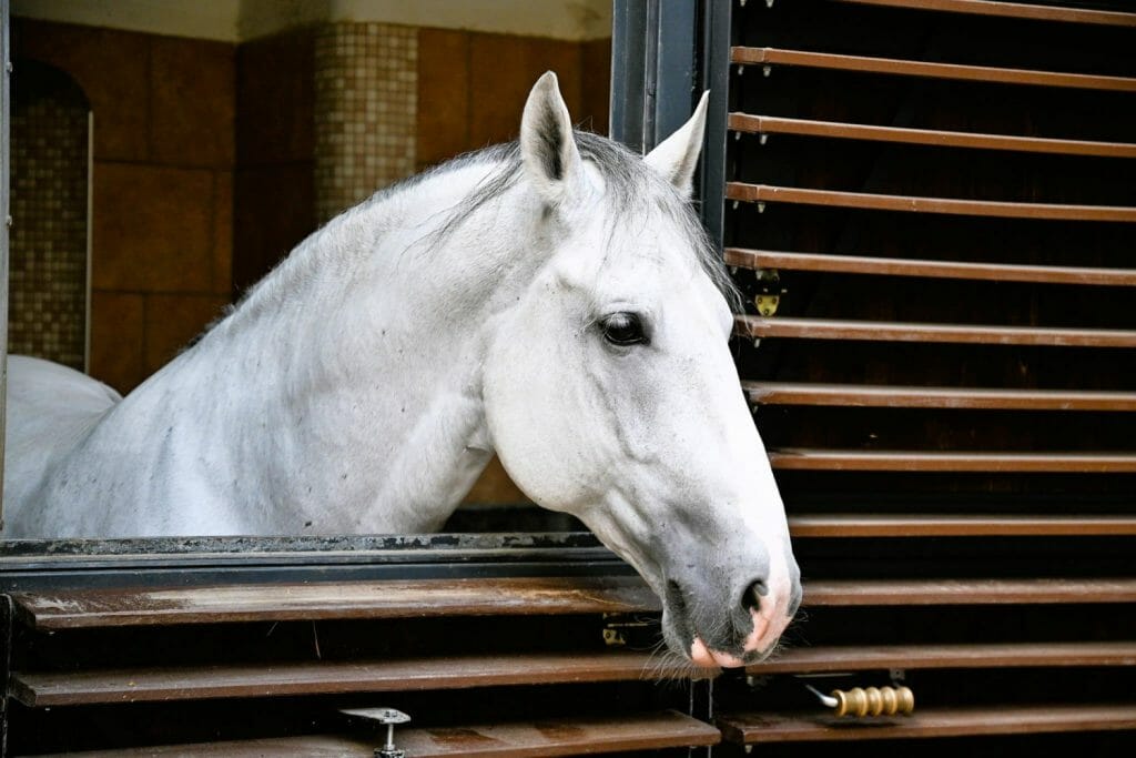 Lipizzan Stallion