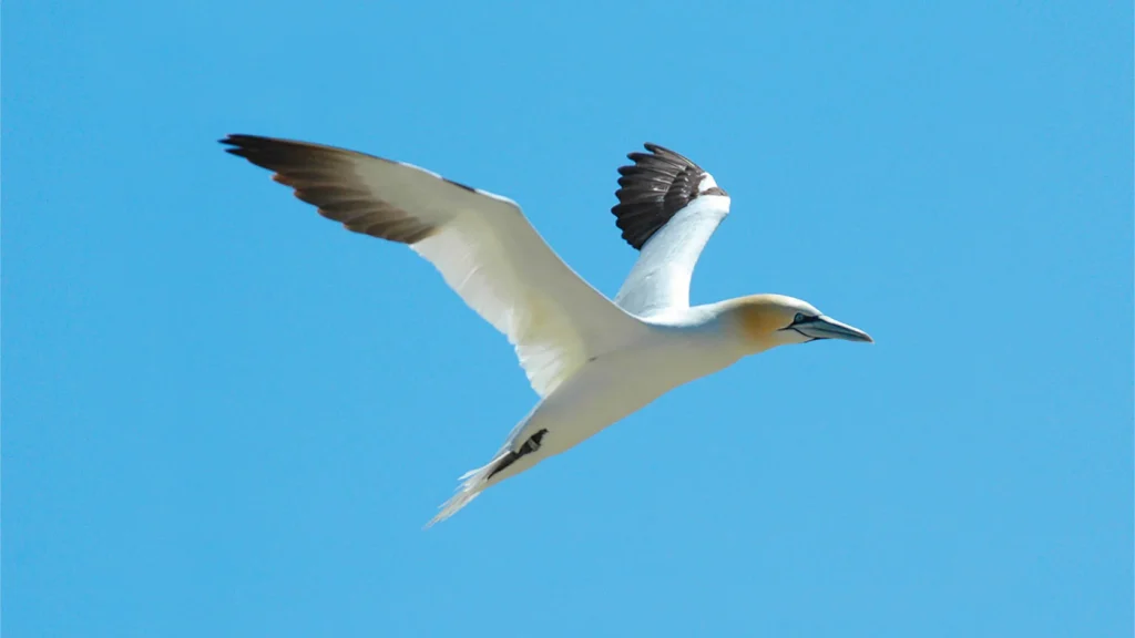 Bird from Official site