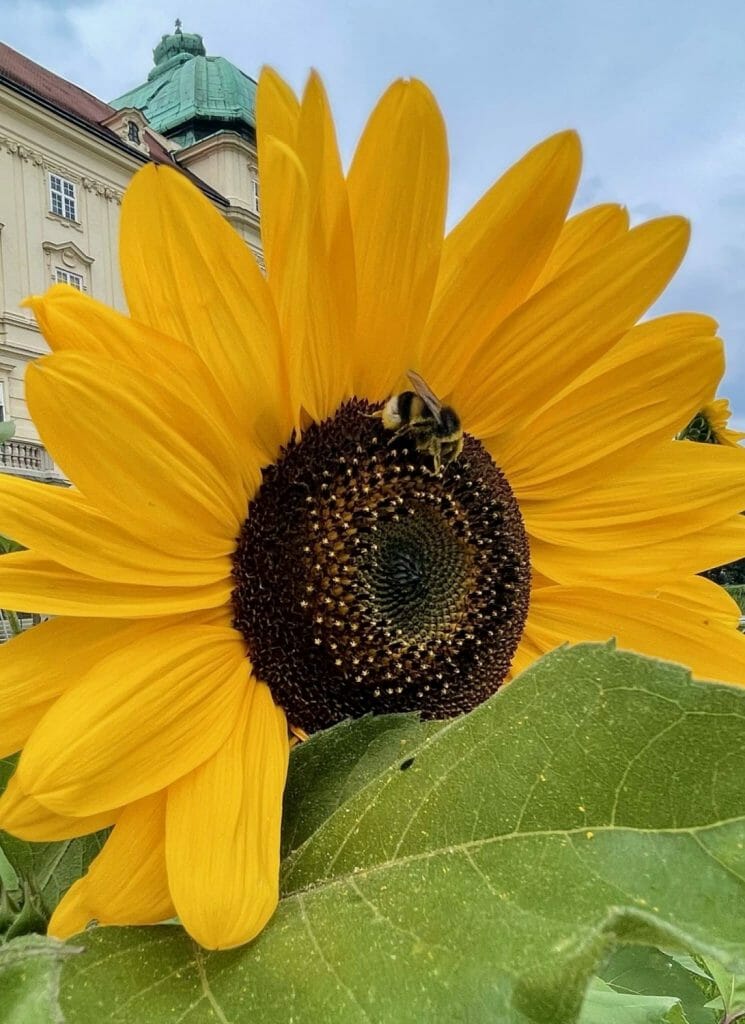Sunflower with bee