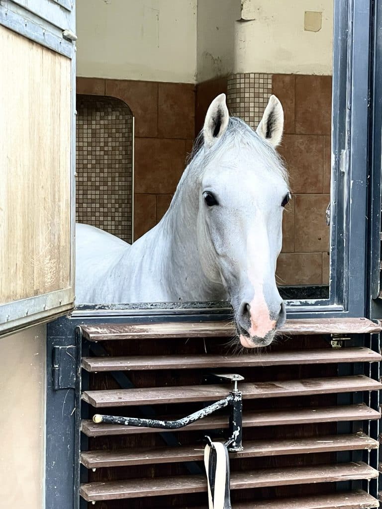 Lipizzan horses
