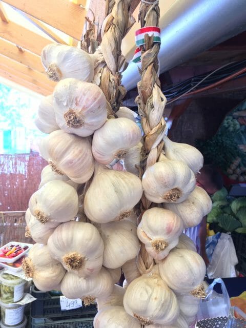 Garlic