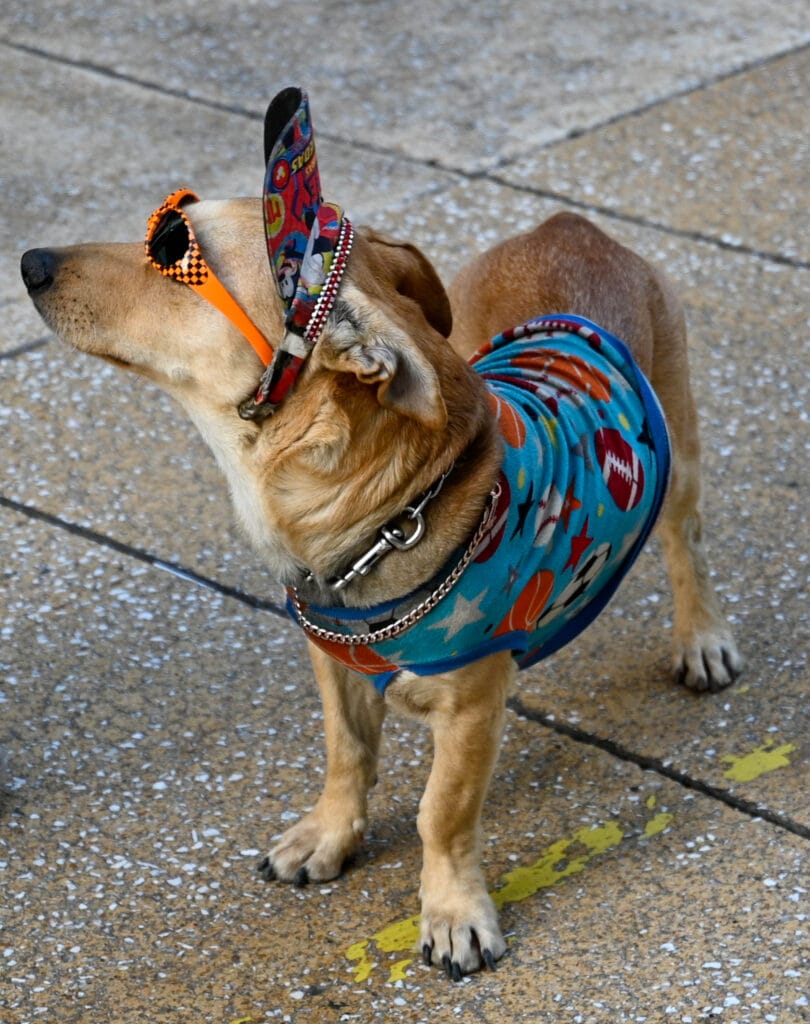 Sweet dog