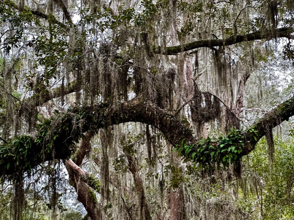 Live Oak