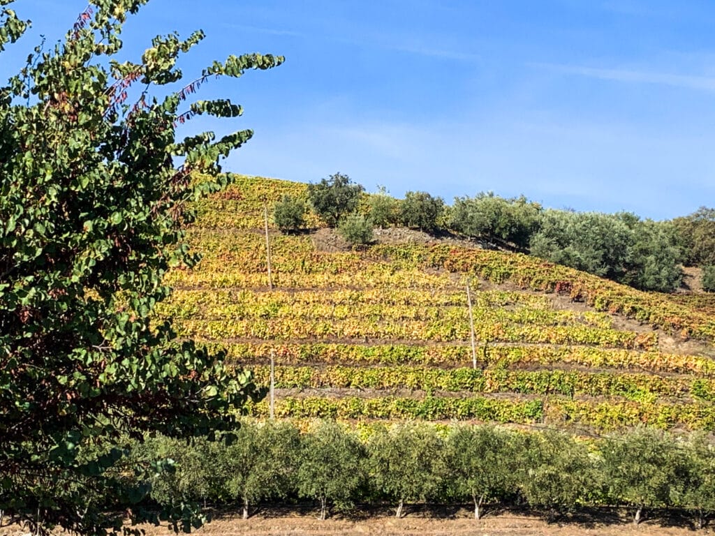 Douro Valley