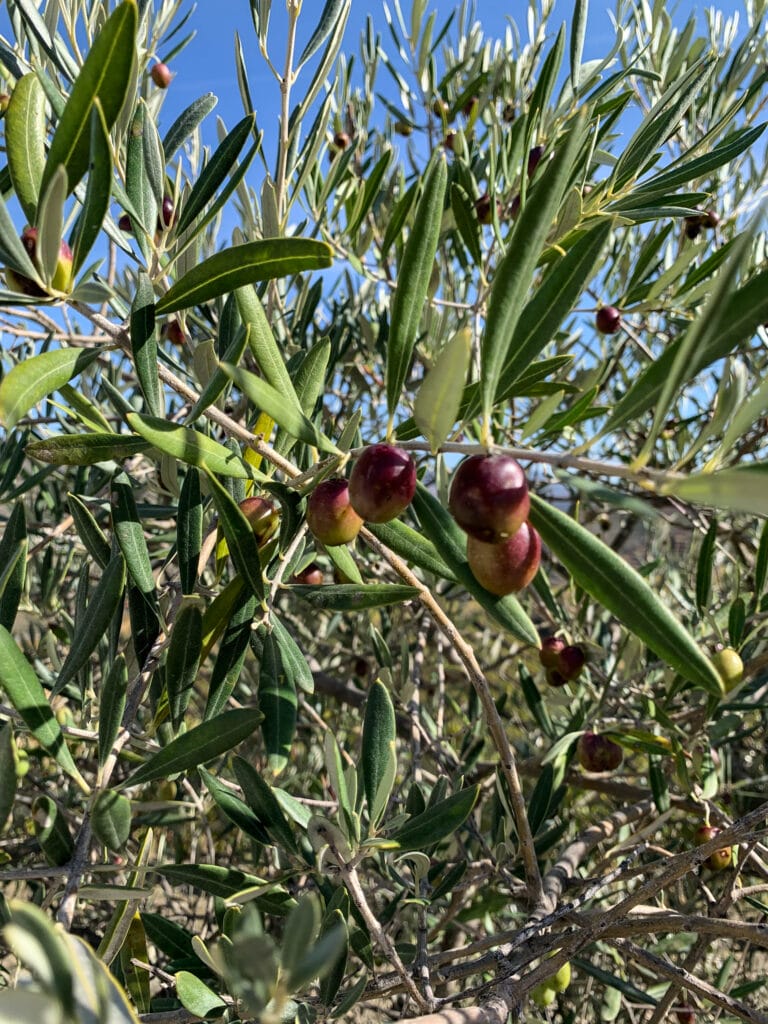 Olives