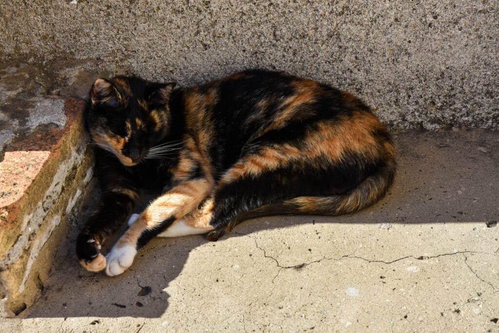 Cat on the Walk