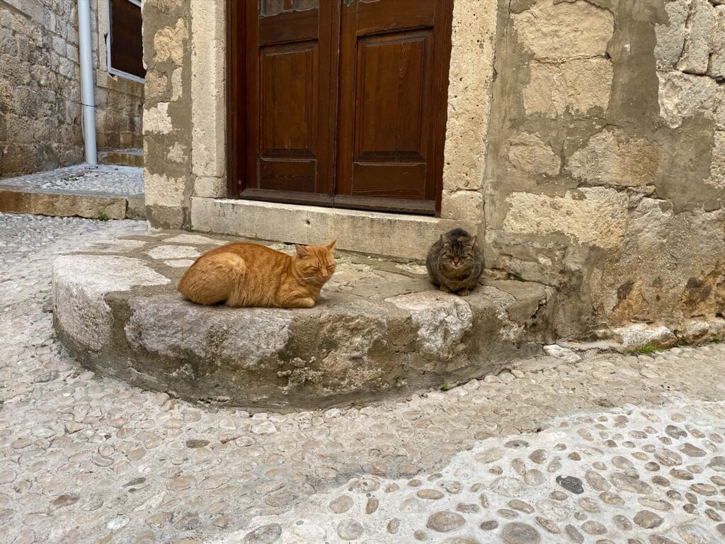 Cats everywhere