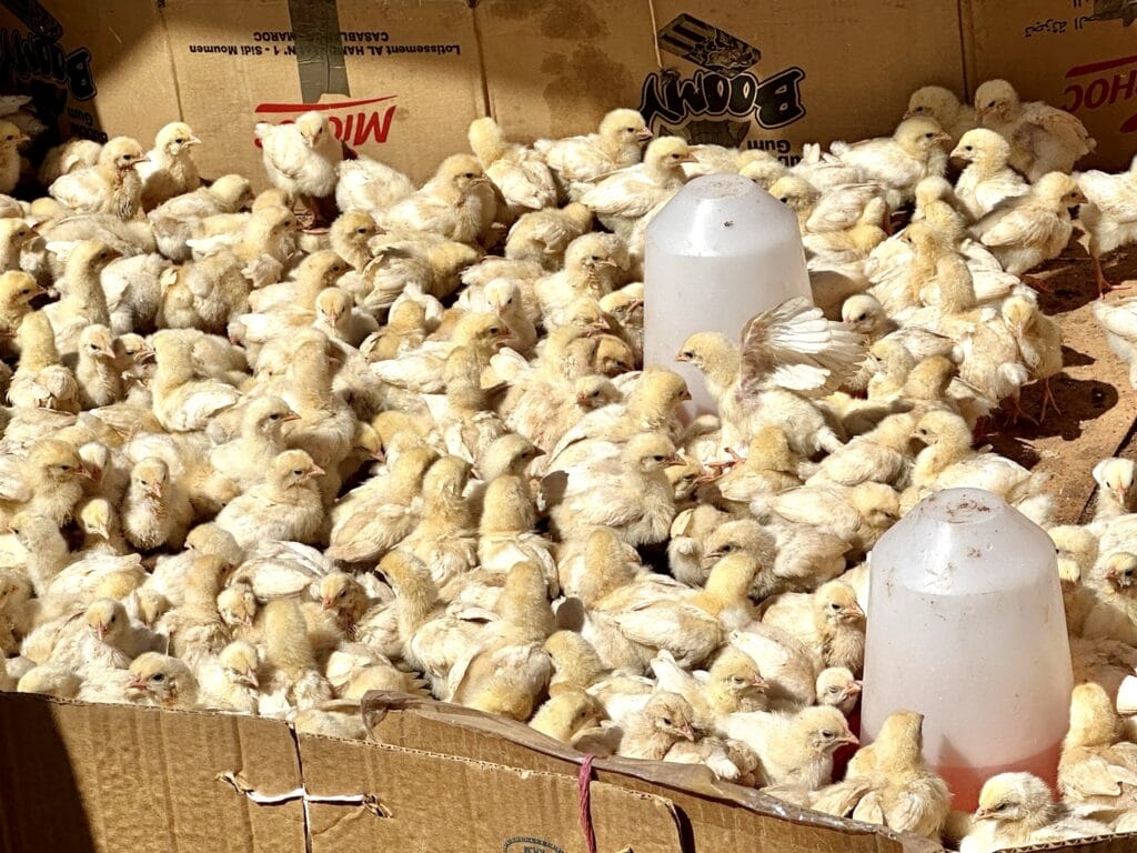Markets of Morocco
