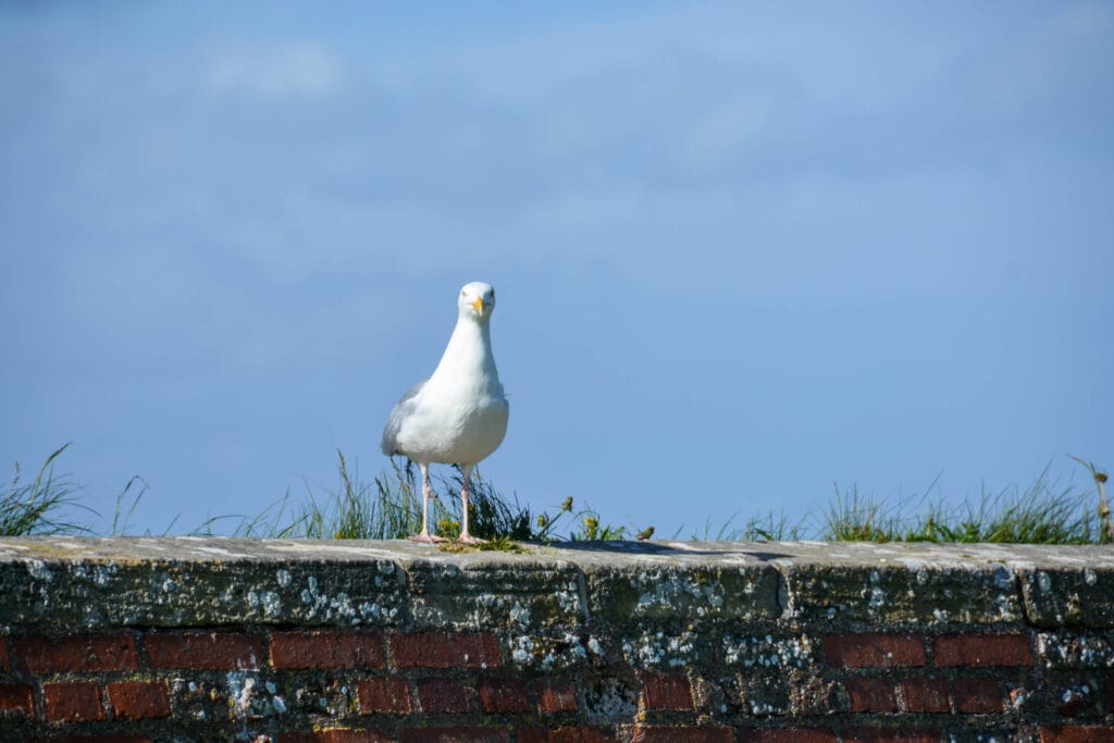 Friend