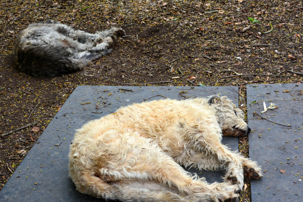 Irish Wolfhound