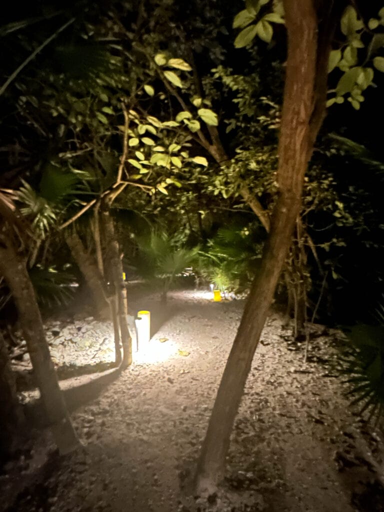 Jungle path