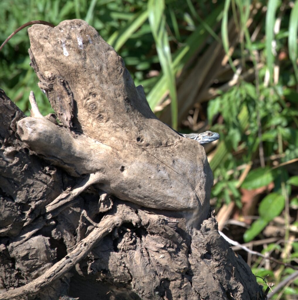 Lizard