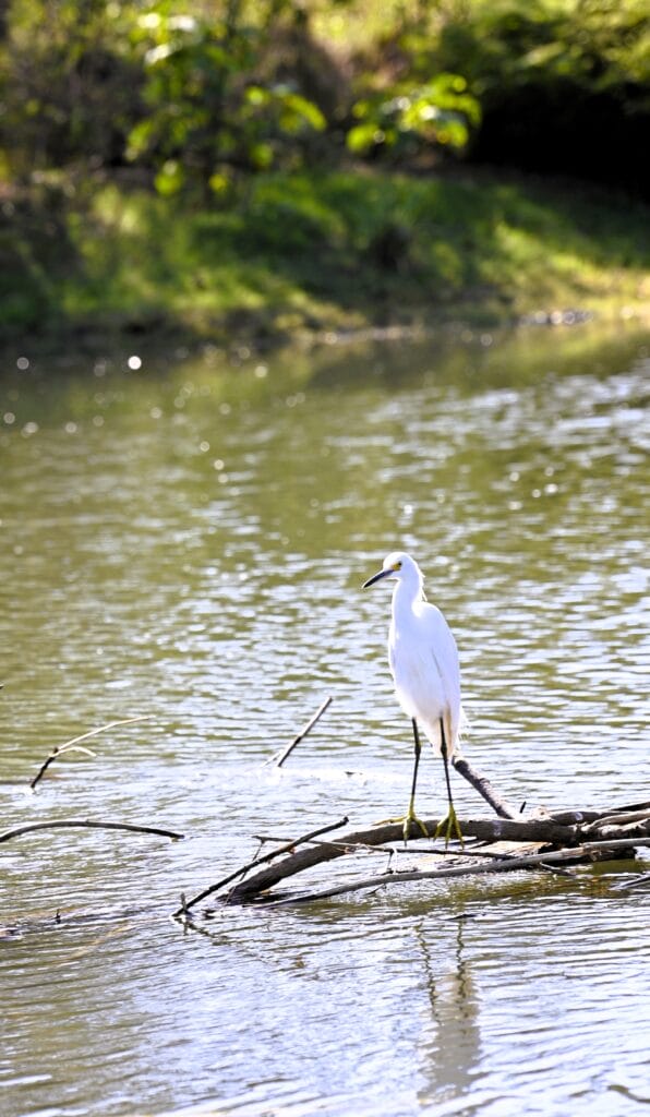 wildlife