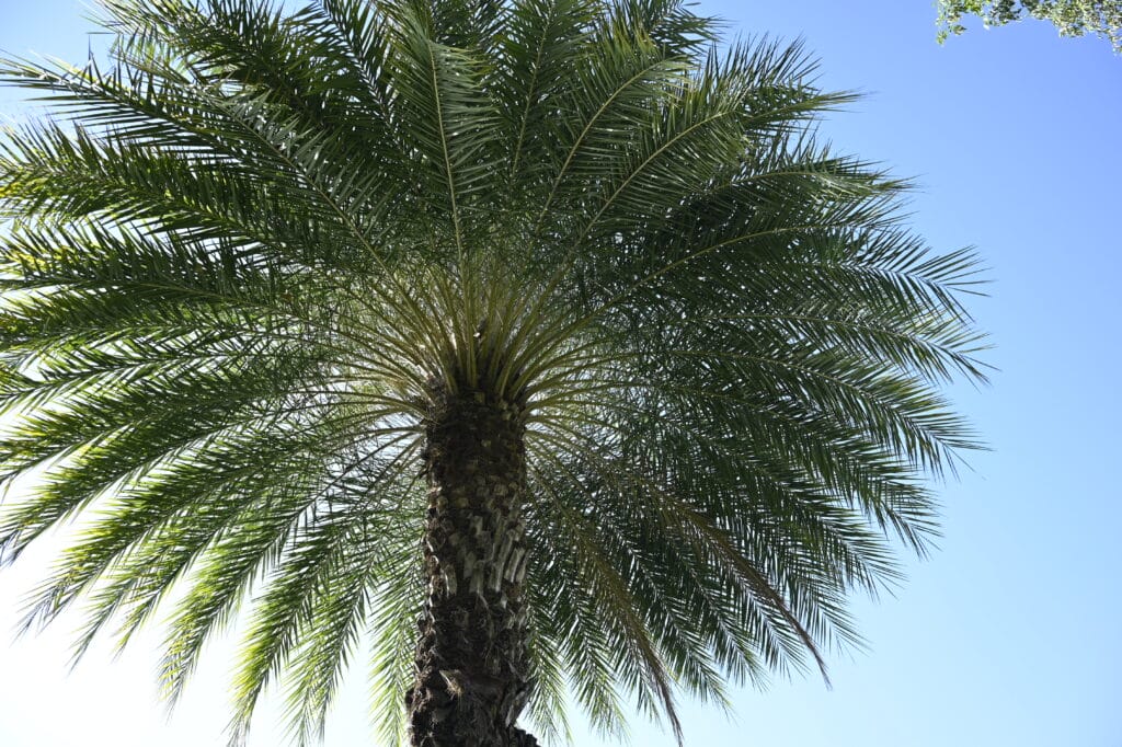 Palm tree
