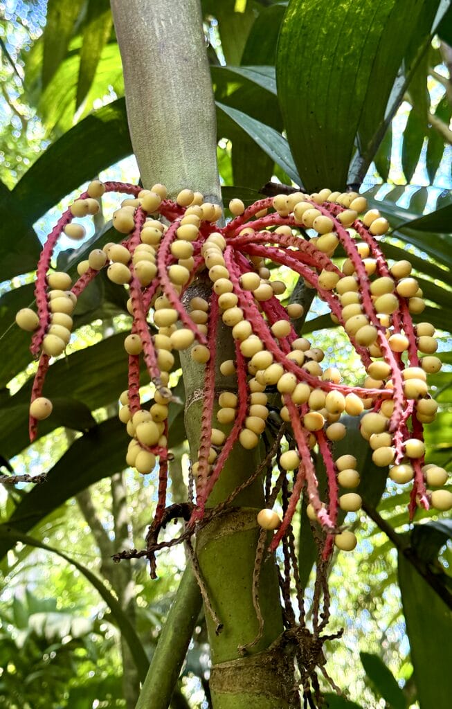 Costa Rica Daytrip