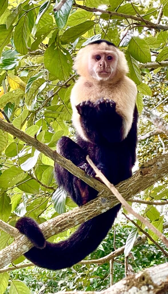 Panama Canal Monkey