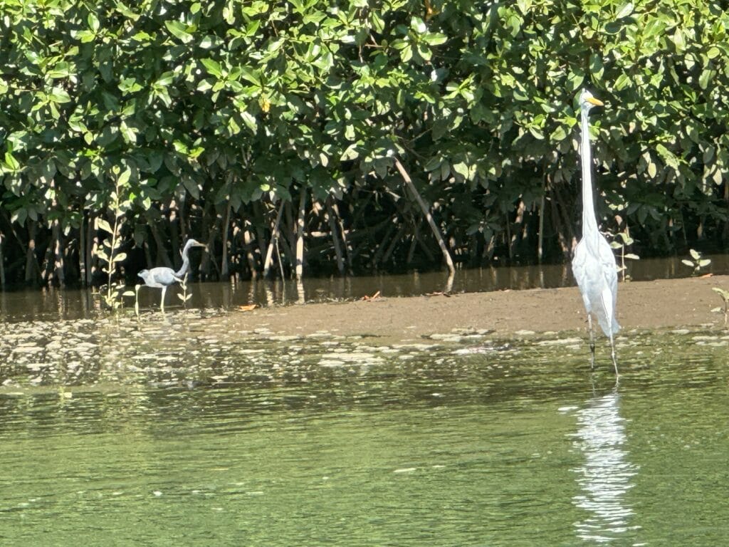 Birds
