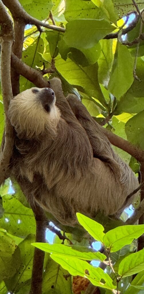 Sloth