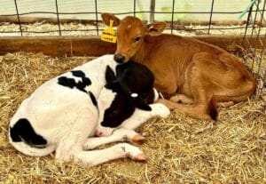 Cumberland Valley, Discover Cumberland Valley, PA – A Guide to Nature, History, and Family Fun