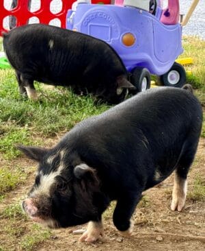 Cumberland Valley, Discover Cumberland Valley, PA – A Guide to Nature, History, and Family Fun
