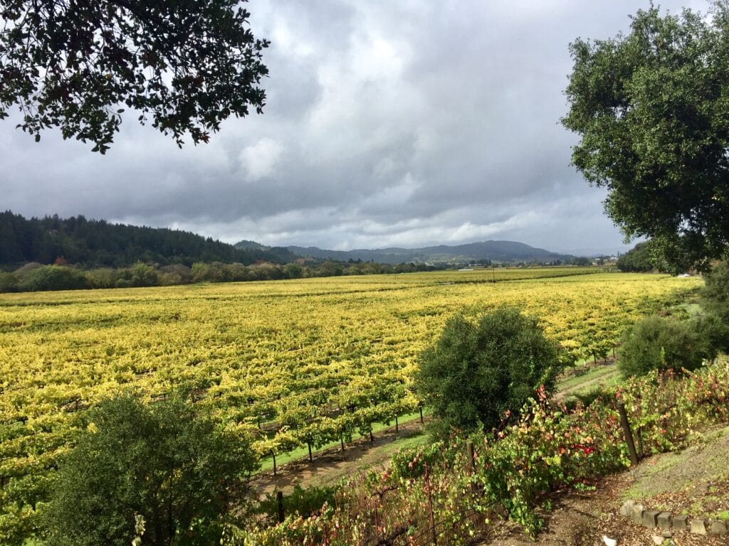 Vineyards Napa