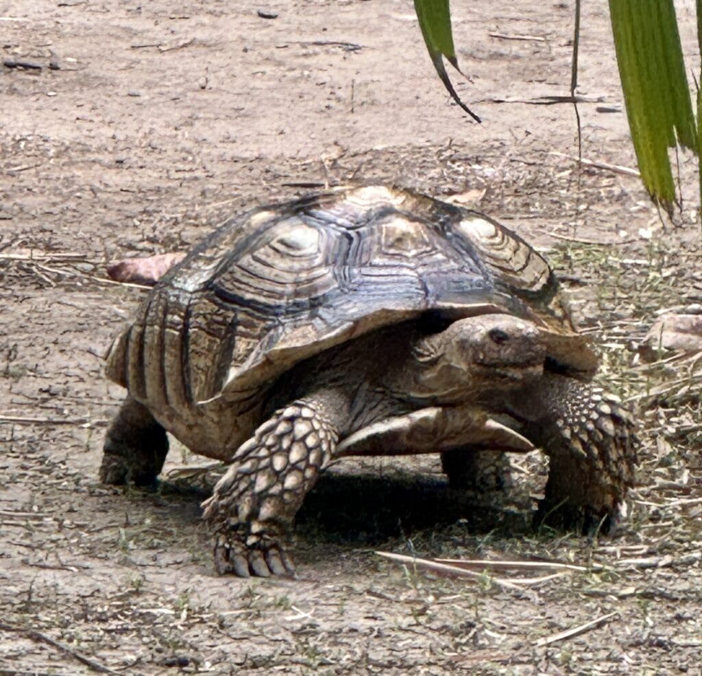 Turtle at Rescue Habitat