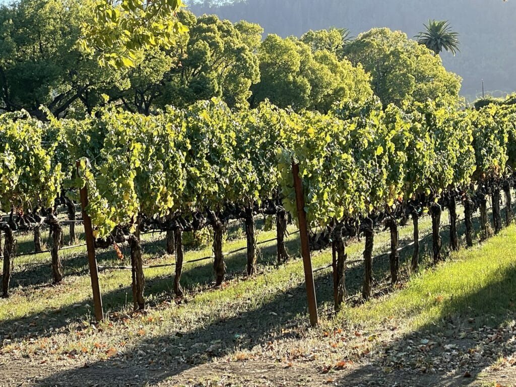 Vineyards, NAPA