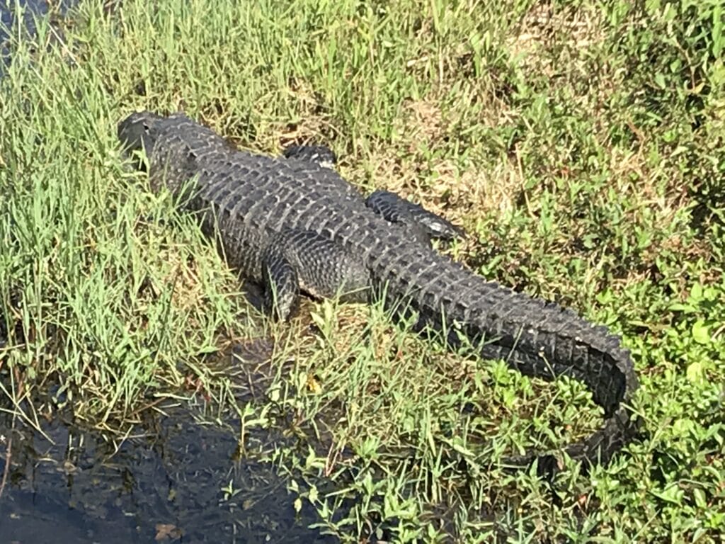 Everglades Florida Gator