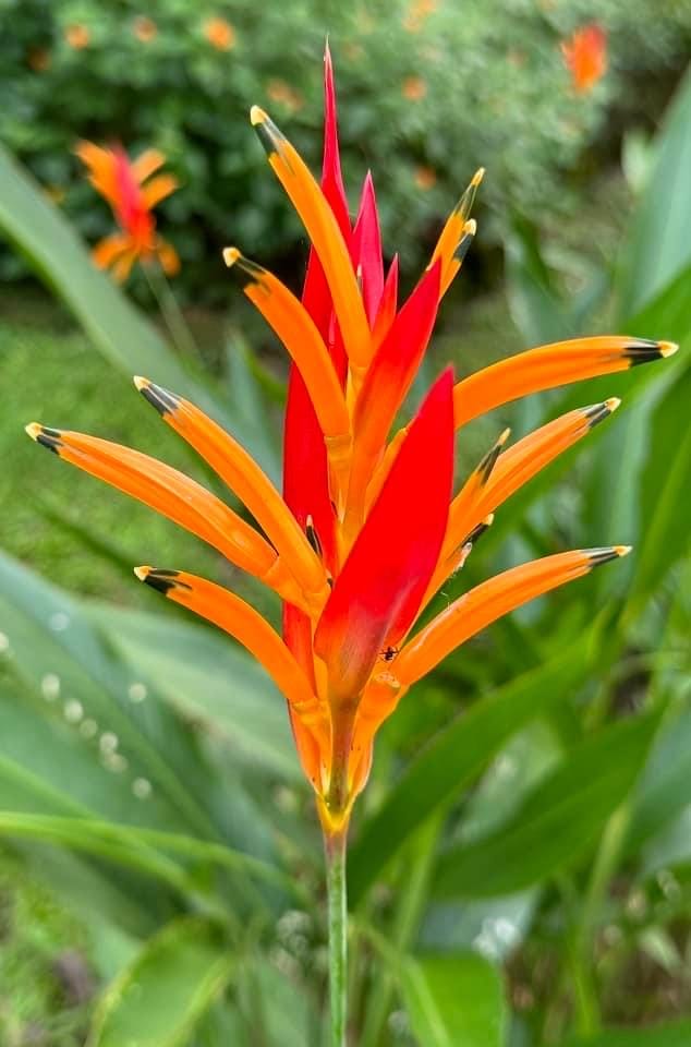 Costa Rica flora