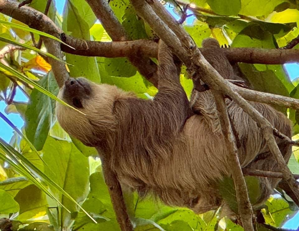 Sloth in La Fortuna