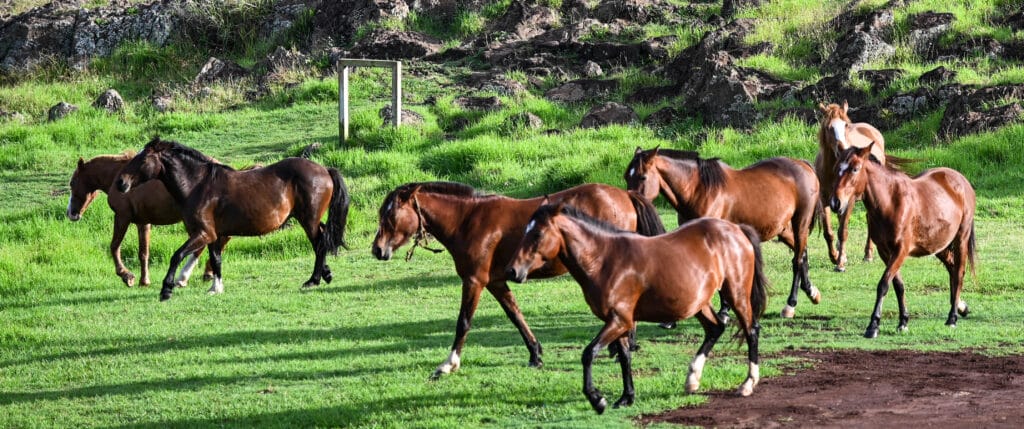 Horses on Easter Island