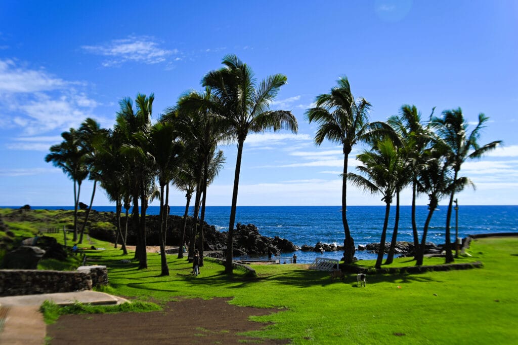 Palm trees in Hanga Roa