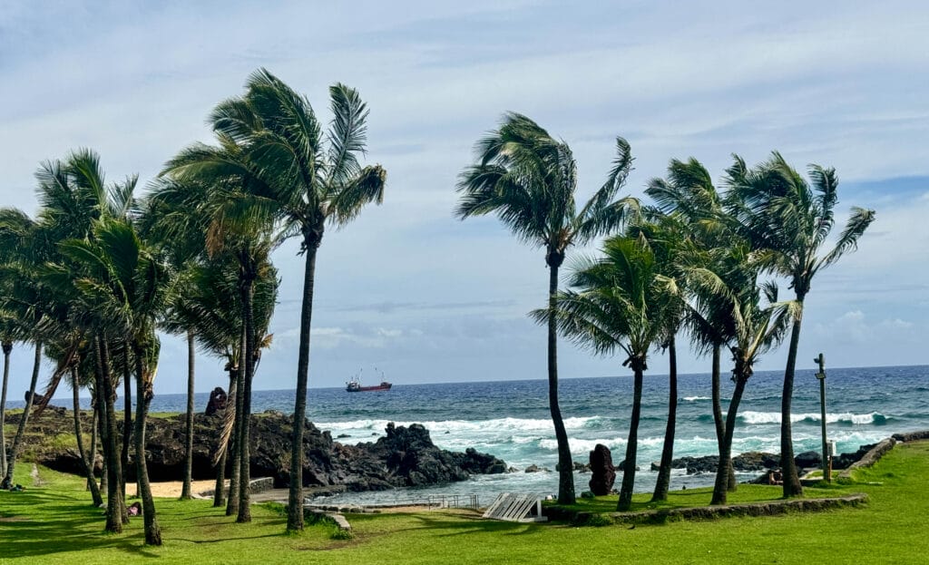 Hanga Roa Palm Trees