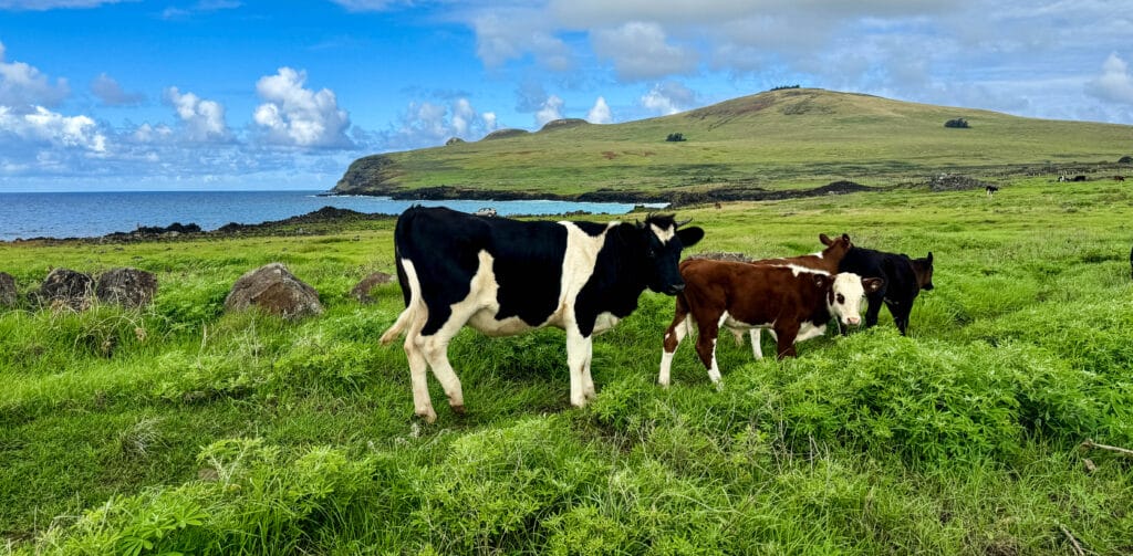 Cows on Easter Island