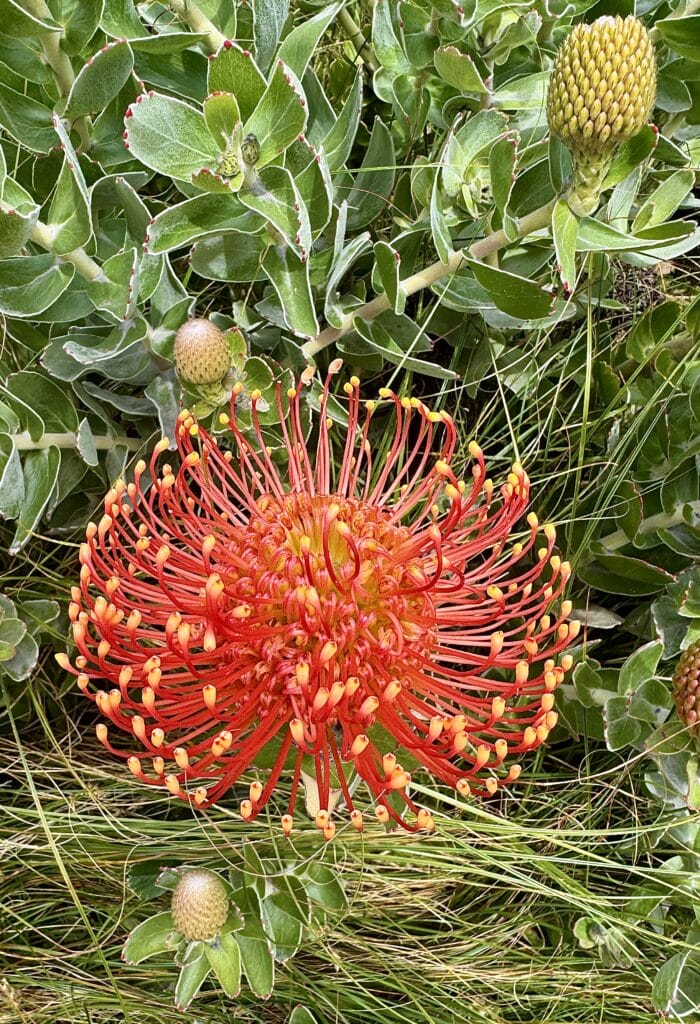 Flowers at Presidio