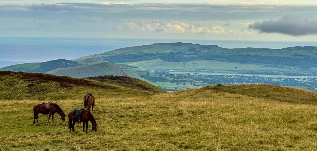 Top of Easter Island with horses