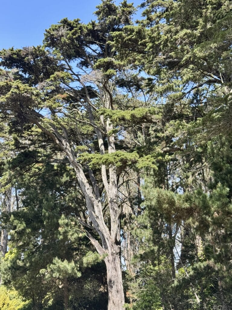 Presidio, Presidio: Exploring San Francisco’s Iconic Park