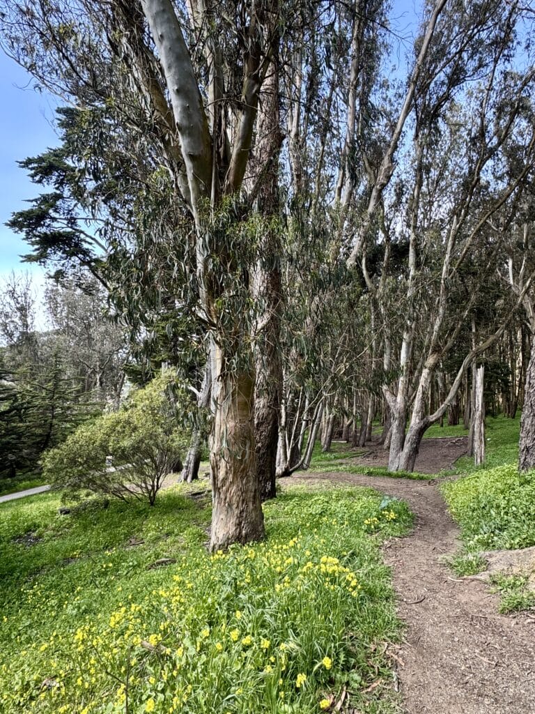 Presidio, Presidio: Exploring San Francisco’s Iconic Park