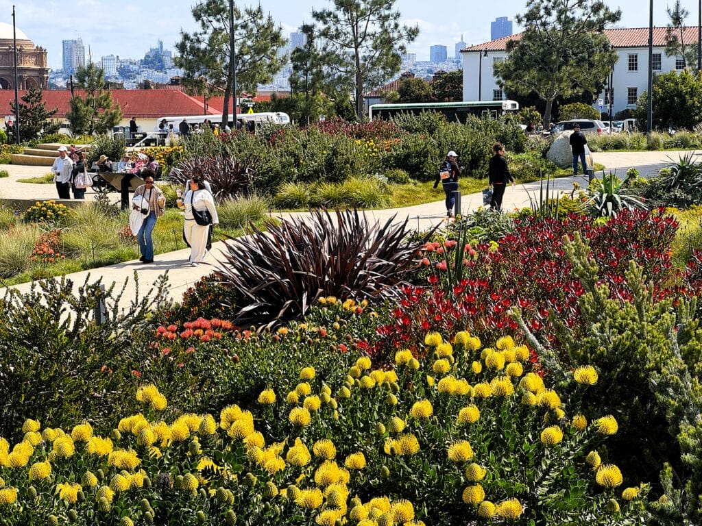 Flowers at Presidio
