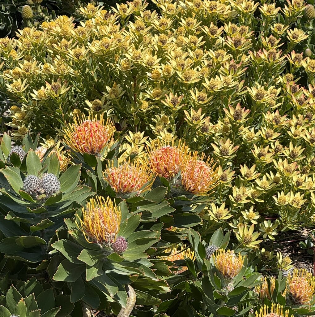 Flowers at Presidio