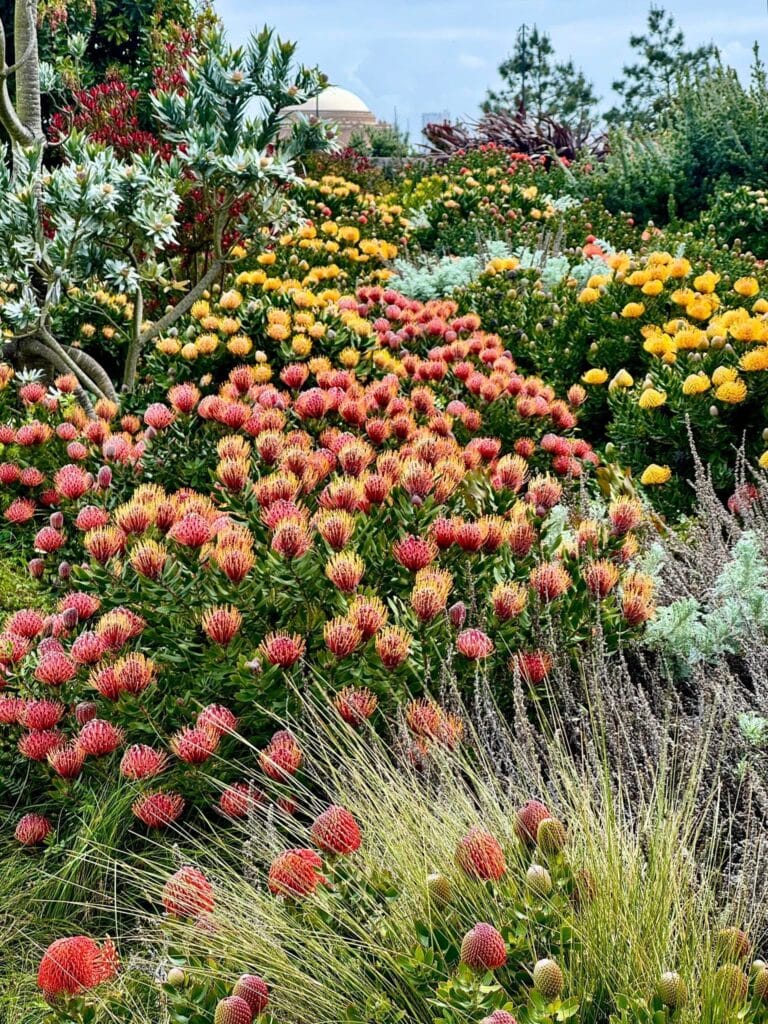 Flowers at Presidio