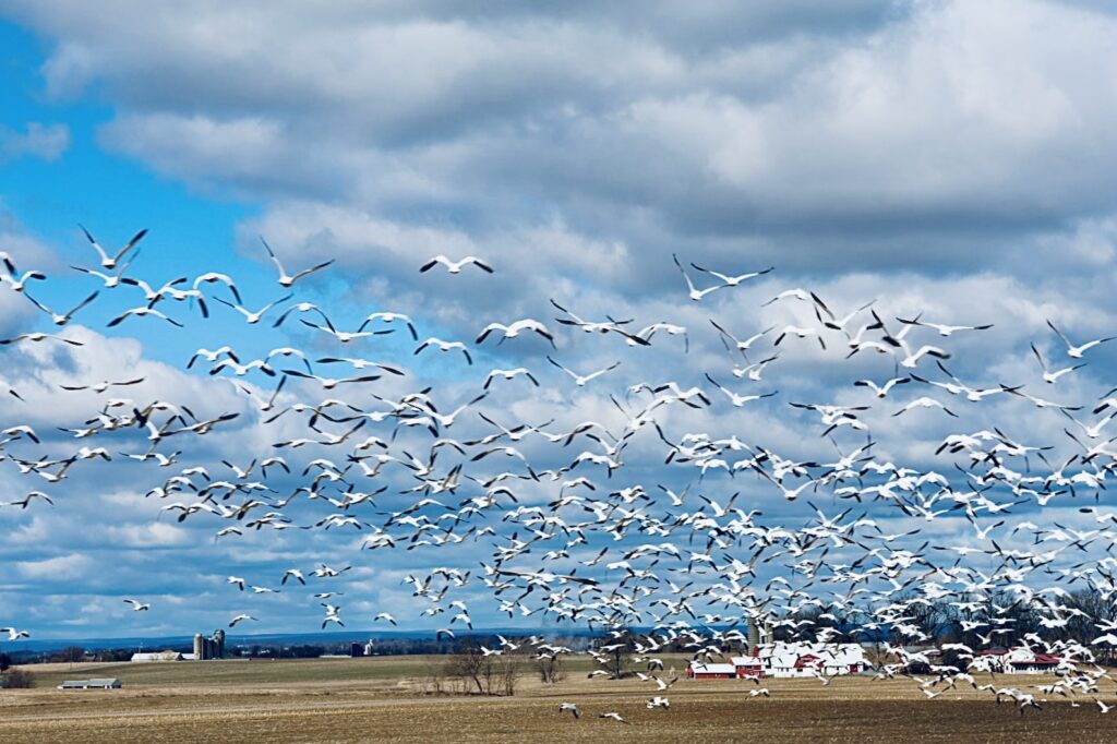 Snow geese