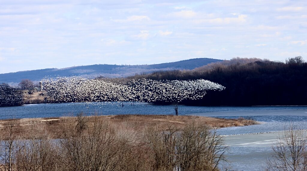 Snow geese