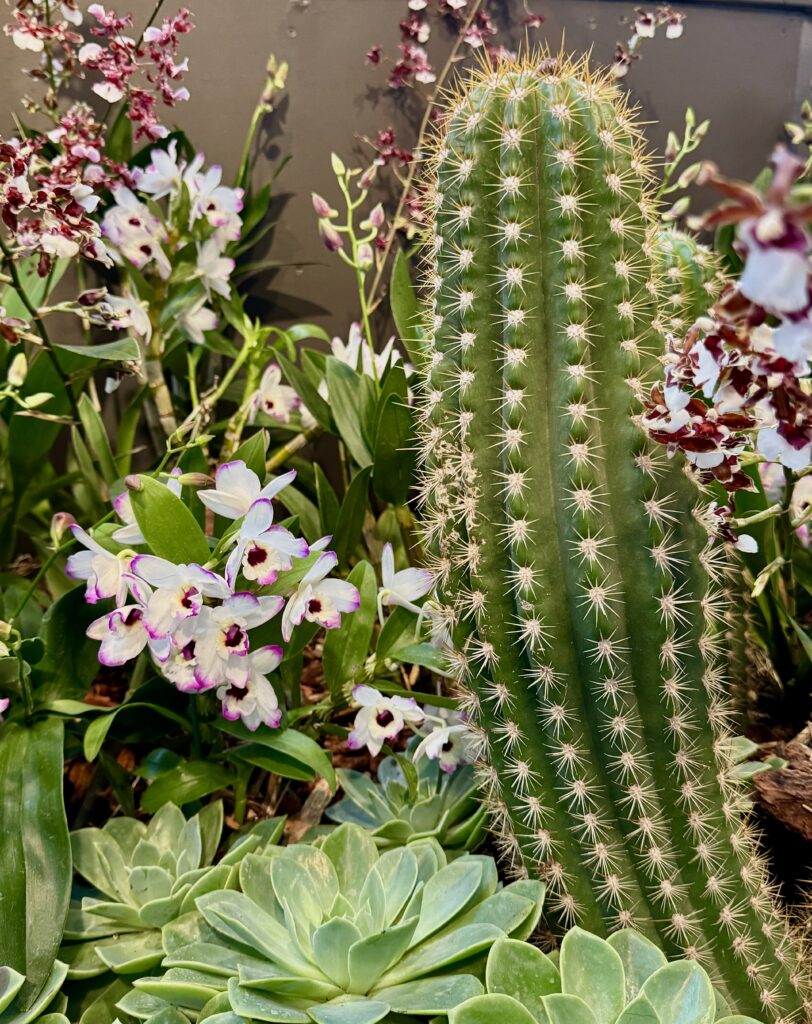 Cactus in Old Town Scottsdale