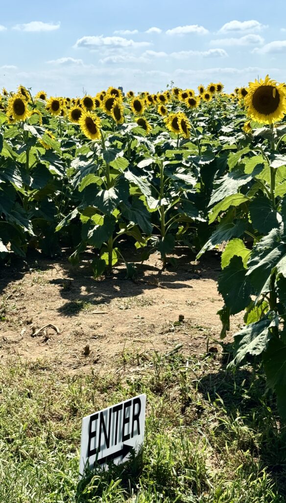 Sunflowers at Royal Oak Farms Lebanon Valley