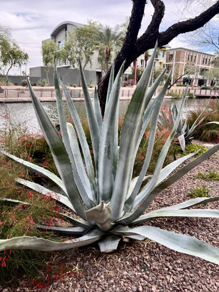 Aloe Vera Plant Old Town Scottsdale