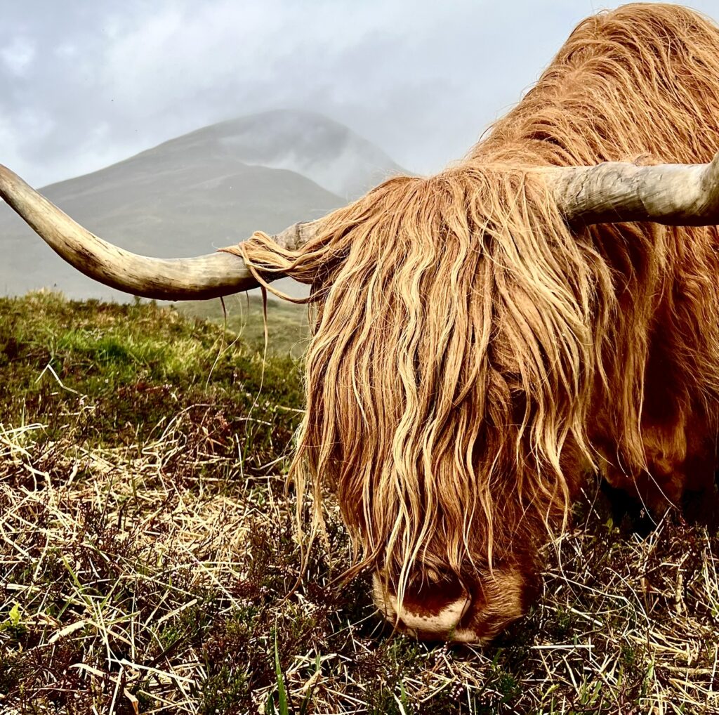 Highland Cow