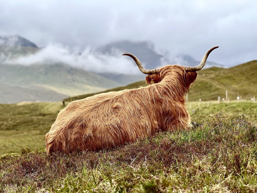 Scottish Highland Cow
